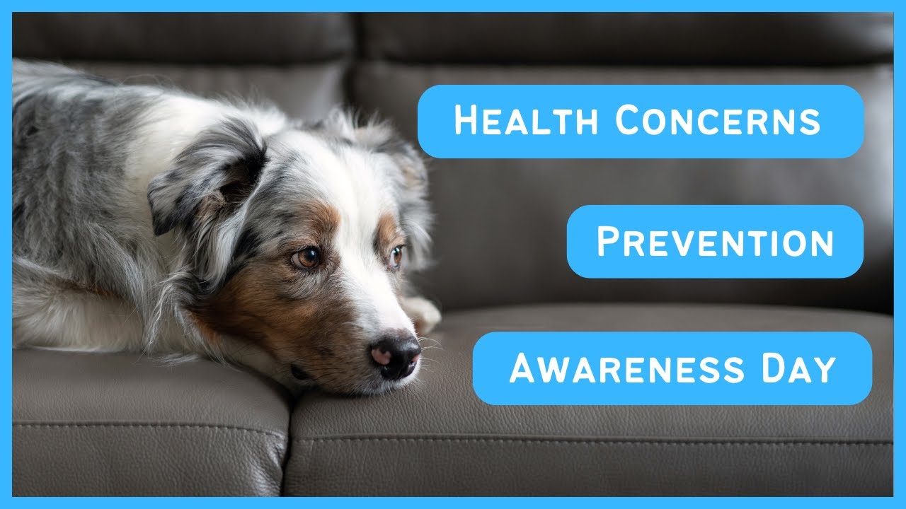 Double merle Australian Shepherd - Health Concerns & Prevention