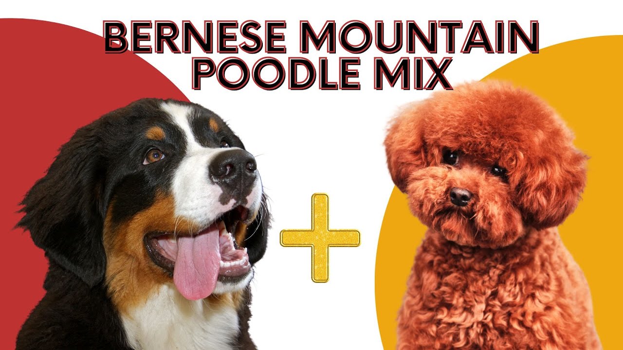 Bernese Mountain Poodle Mix - The Ultimate Guide
