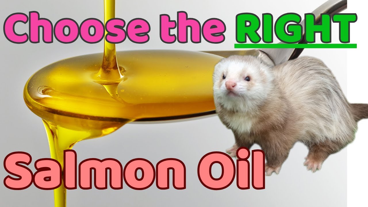 Avoid this Salmon Oil Mistake! Choose RIGHT for your FERRET!