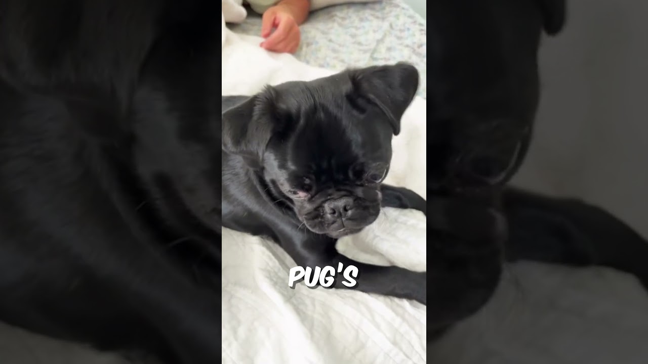 Why Has This Pugs Eye Popped Out? 👁️ #shorts