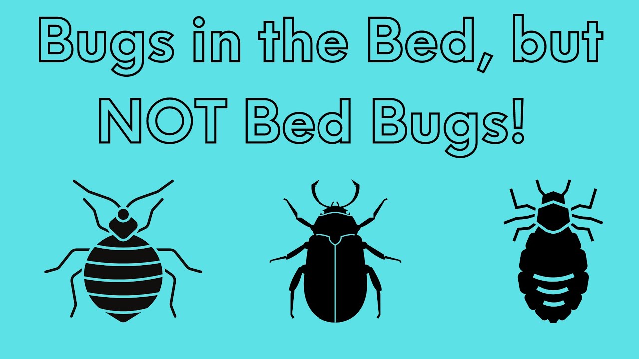 What are Some Bugs in the Bed That Are NOT Bed Bugs?