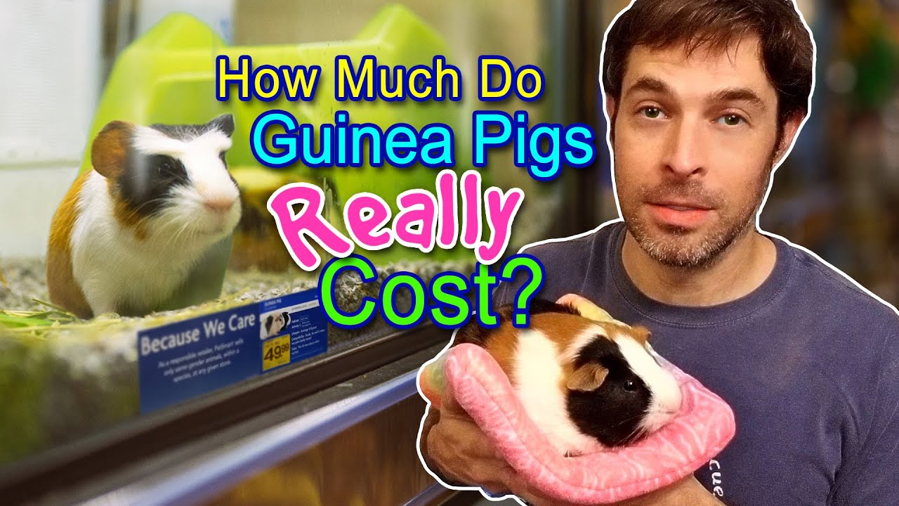 How Much Do Guinea Pigs Really Cost?