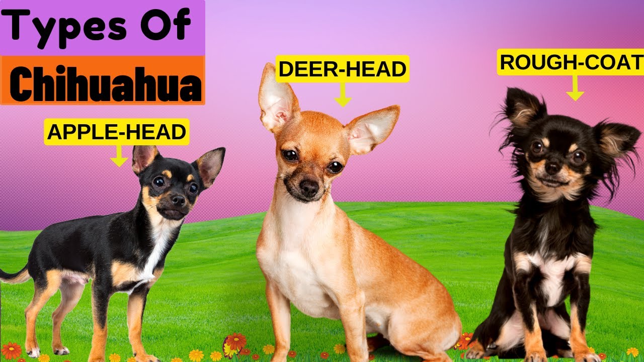 8 Types of Chihuahua /  Find Out Which Type Is The Least Common