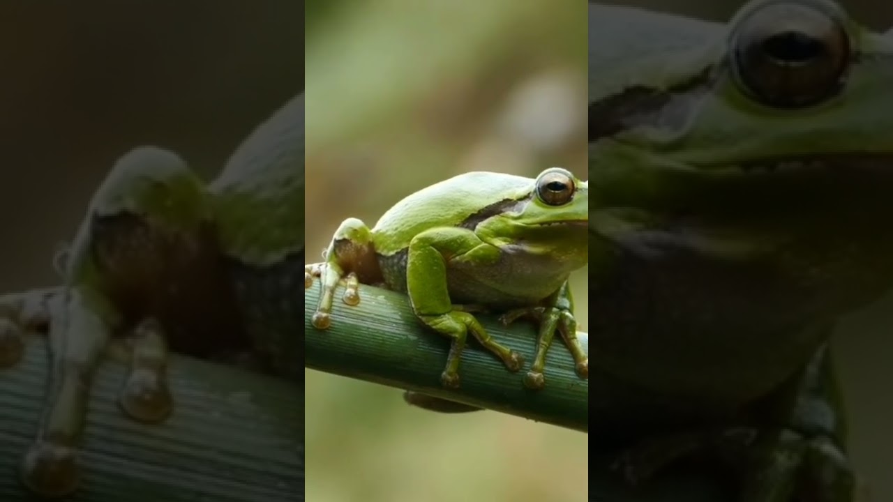 green colour frog #frog #frogs #frogvideo #green #colour