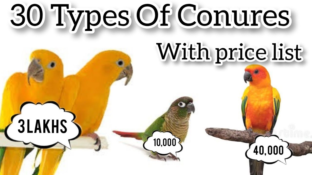 30 Types of conures and its prices