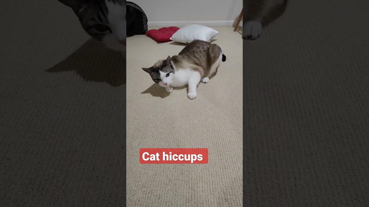cat hiccups. the vet said this is how cat doing hiccups. cat hiccup sound. #cat #hiccups