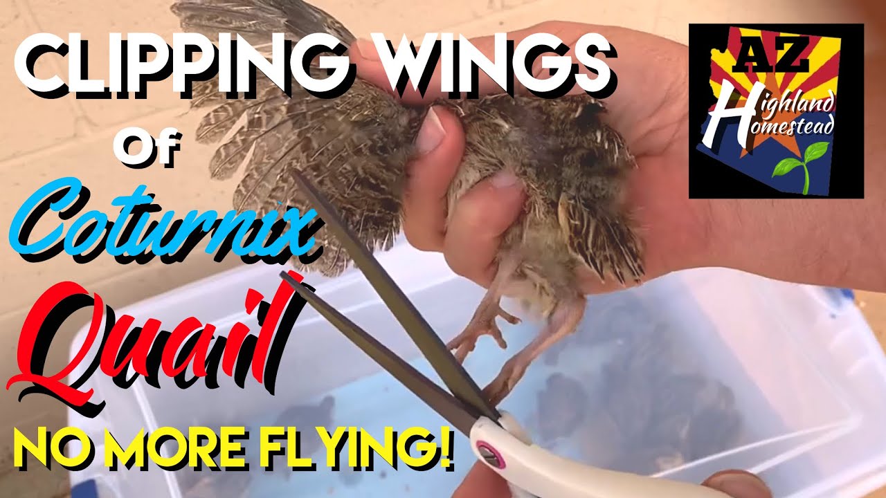 Clipping Wings on Coturnix Quail - How to Prevent Quail from Flying