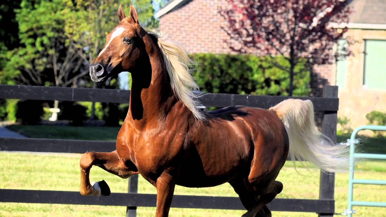 American Saddlebreds: America's Spirited Beauty