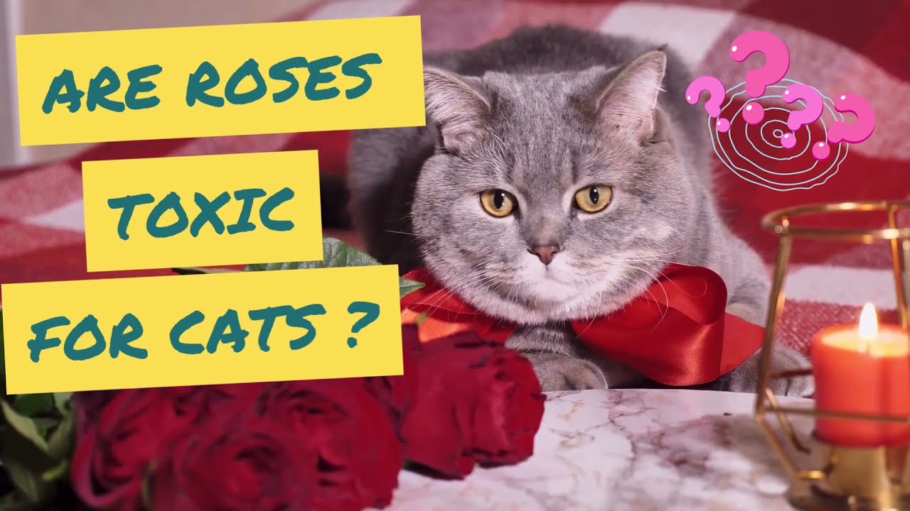Are Roses Toxic For Cats? Things You Should Know As A Cat Parent ! #Petnutritionplanet #Cats