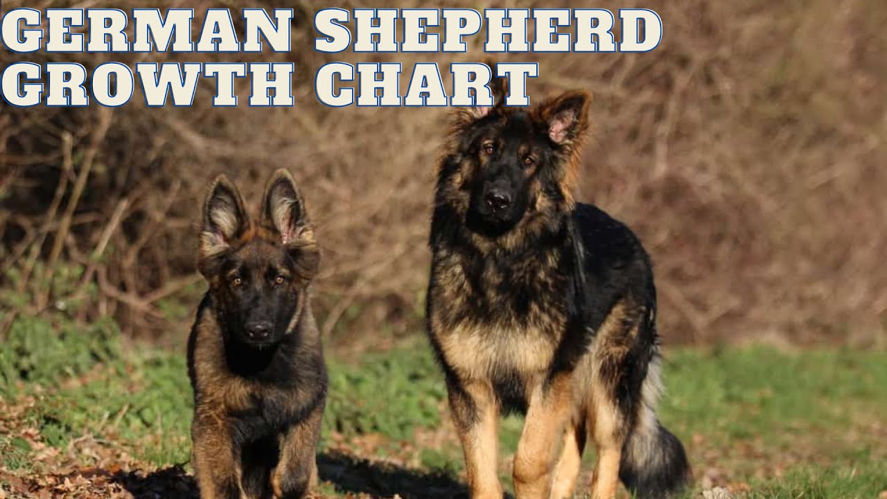 German Shepherd Growth Chart