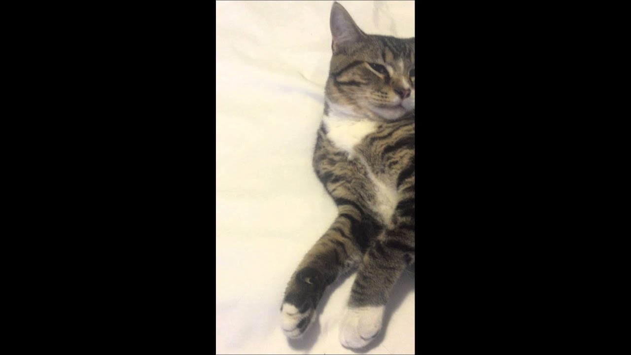 CapStar flea treatment review