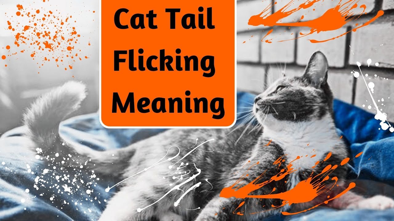 Why Do Cats Flick Their Tails?