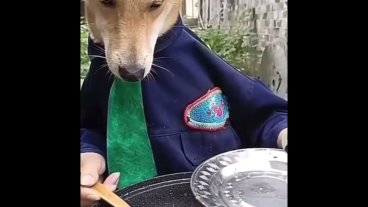 #Can Dogs Eat Cod Fish!#Dogs