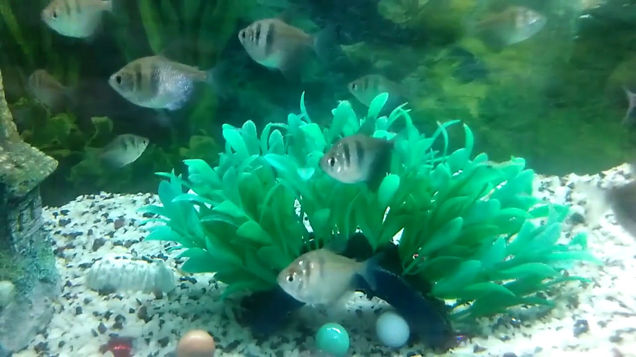 Black Widow Tetra / skirt tetra / petticoat tetra / high-fin black skirt tetra / blackamoor
