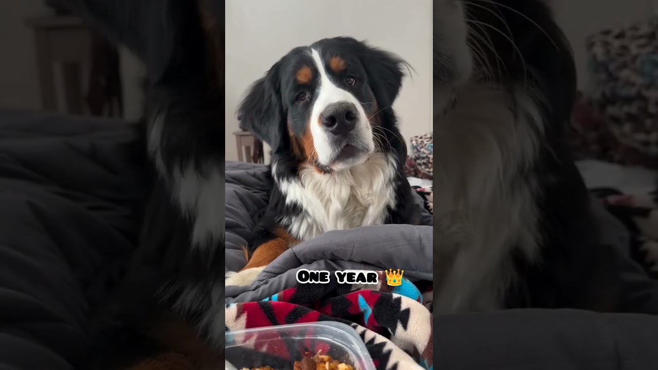 40 days to One Year bernish mountain dog transformation#feed #transformation #puppy #doglover #cute