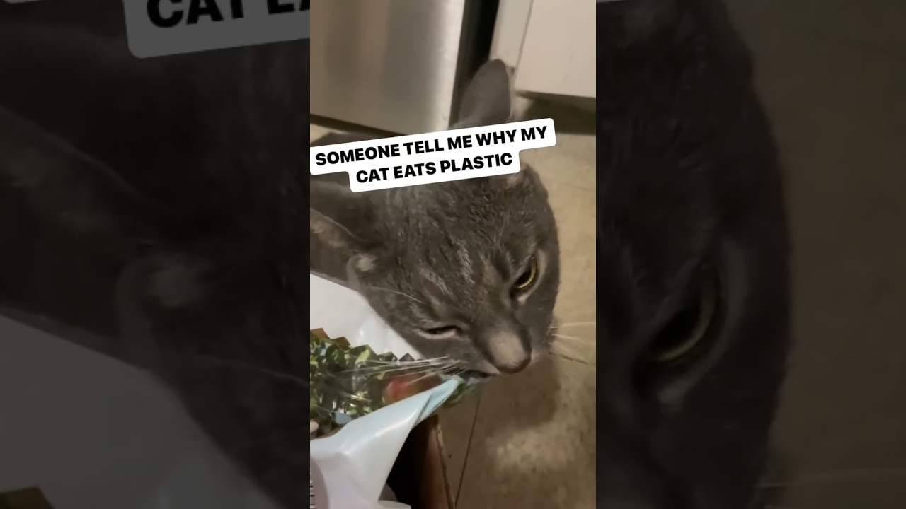 Why does my cat eat plastic?…. 🫣