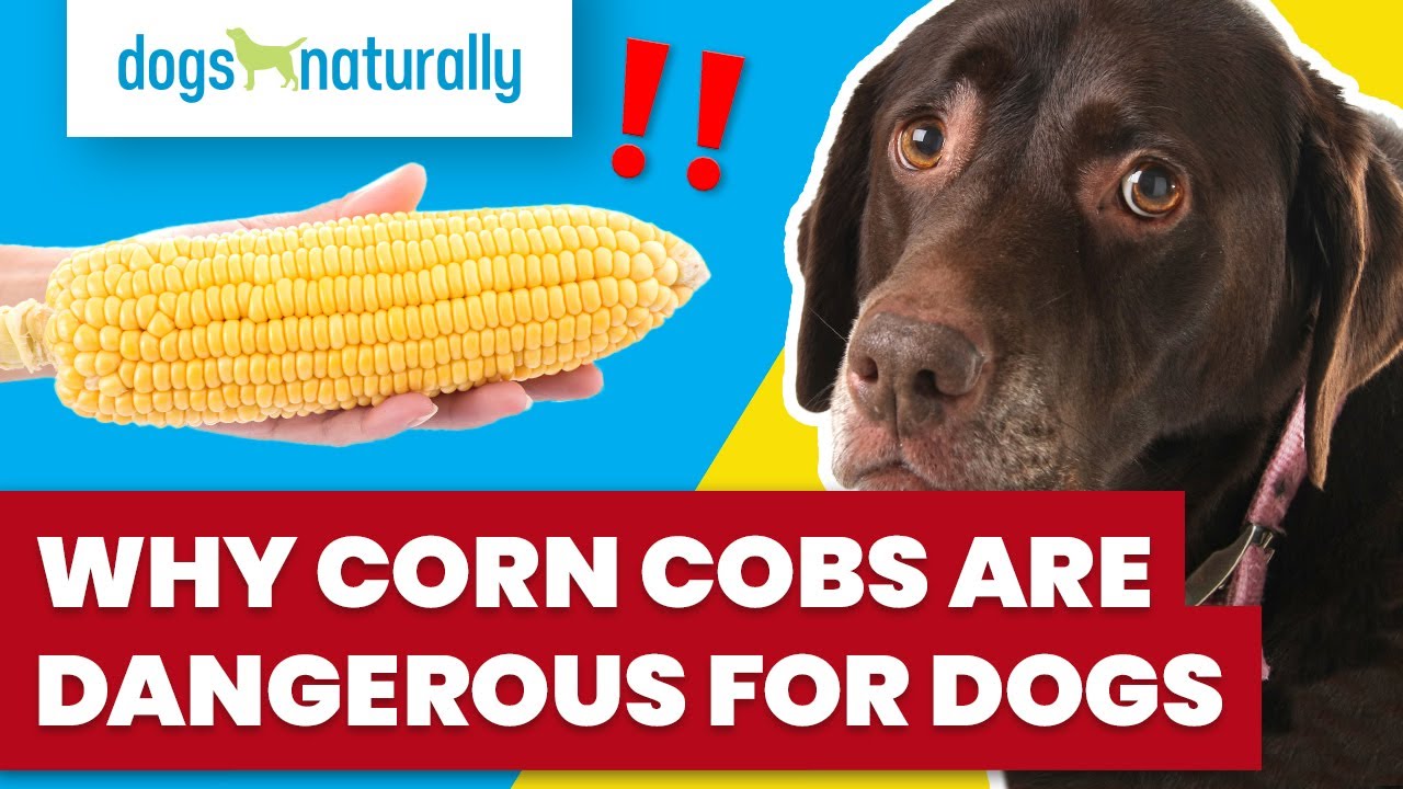 Why Corn Cobs Are Dangerous For Dogs