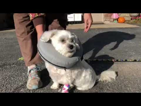 Buster needed a cystotomy for a urinate stone stuck in the urethra. How much does it cost? Ask for