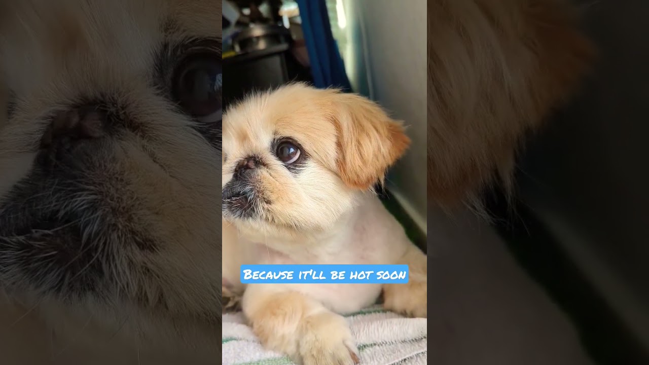 Cute pekingese gets summer haircut☀️🥵 #pekingese #shorts