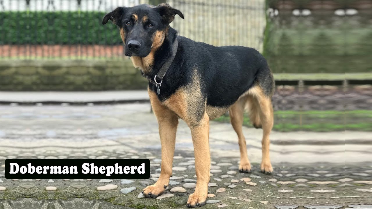 Doberman Shepherd Dog | Top 7 Questions About The German Shepherd Doberman Mix