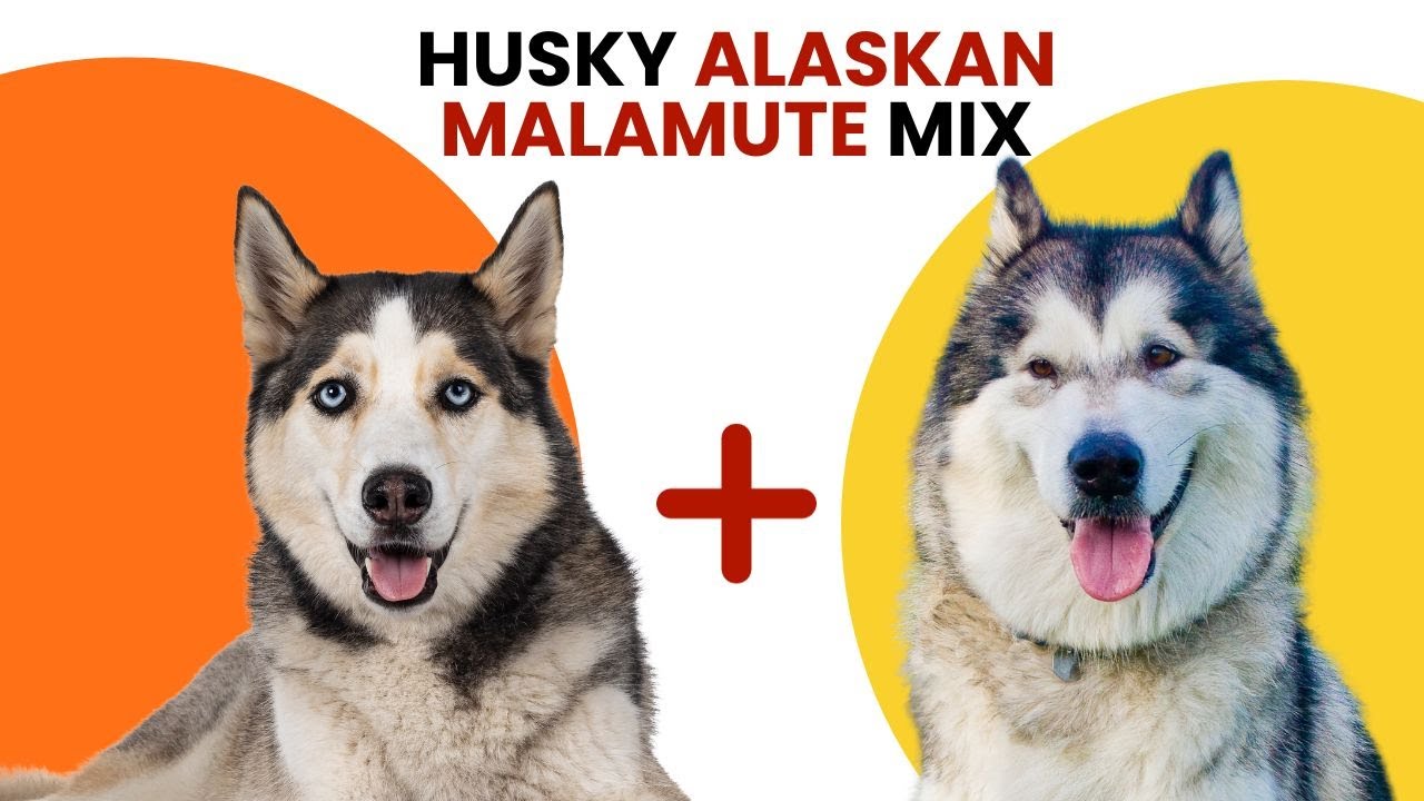 Husky  Alaskan Malamute Mix AKA Alusky