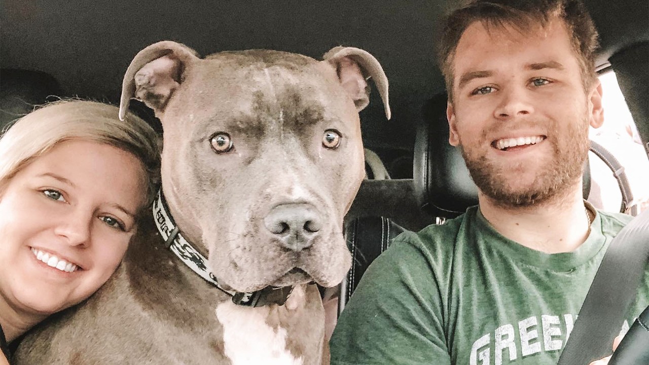 130 Pound Giant Pitbull Welcomes Rescue Dog In The Sweetest Way