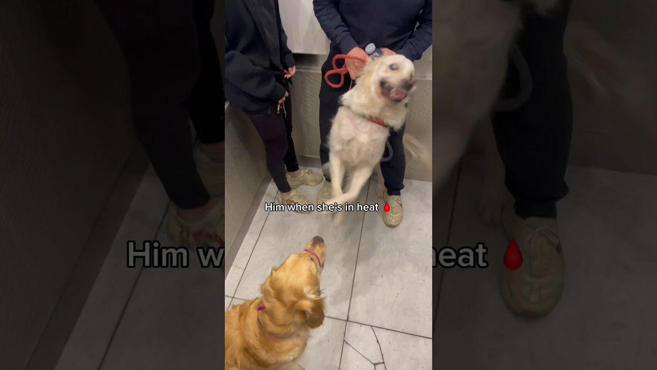 How my neighbors dog reacts to my golden retriever in heat 🩸 #goldenretriever #dogs #cute #funny