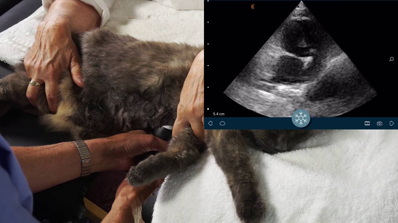 Clarius Vet - Cat Cardiac Ultrasound Tutorial