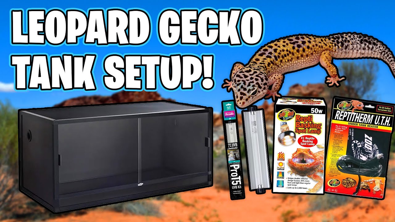 Leopard Gecko Setup for beginners