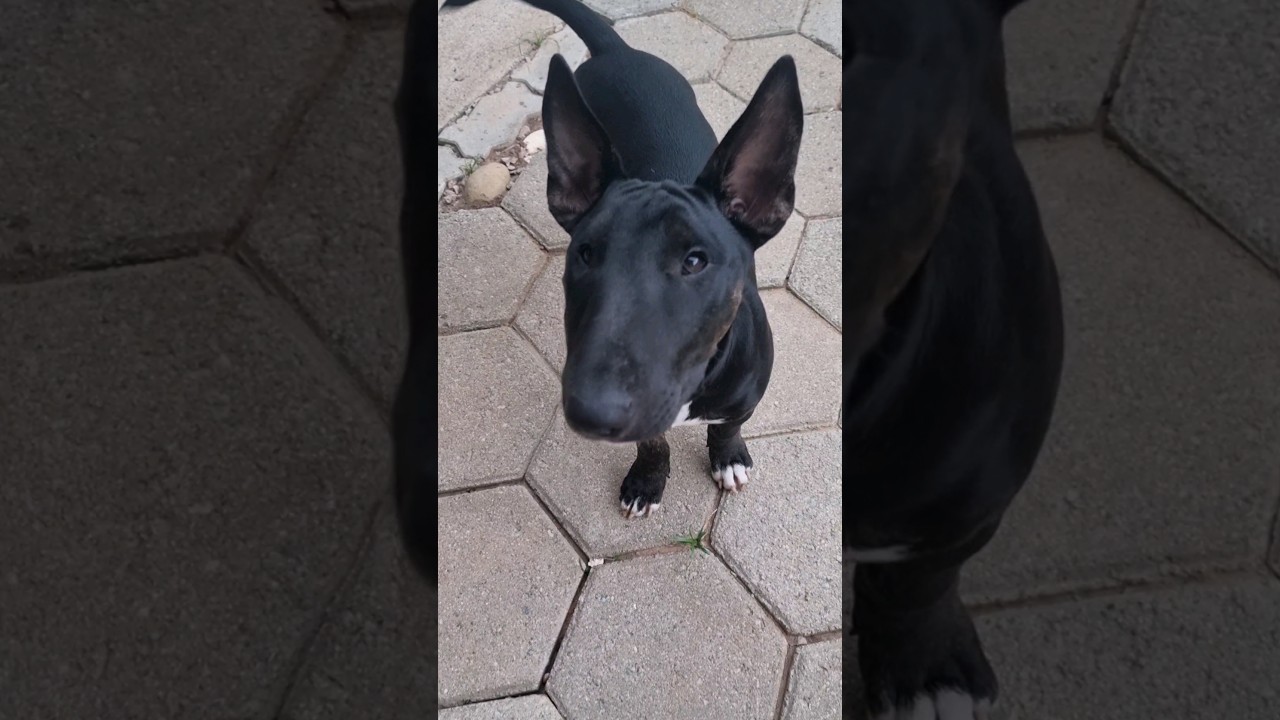 bullterrier black #bullterrier #bullterrierlove #dog #floripa #surf #adestramento #black #puravida