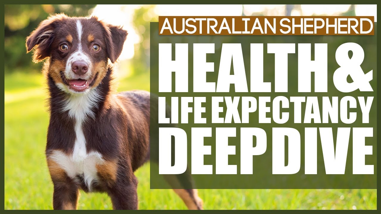 AUSTRALIAN SHEPHERD HEALTH AND LIFE EXPECTANCY