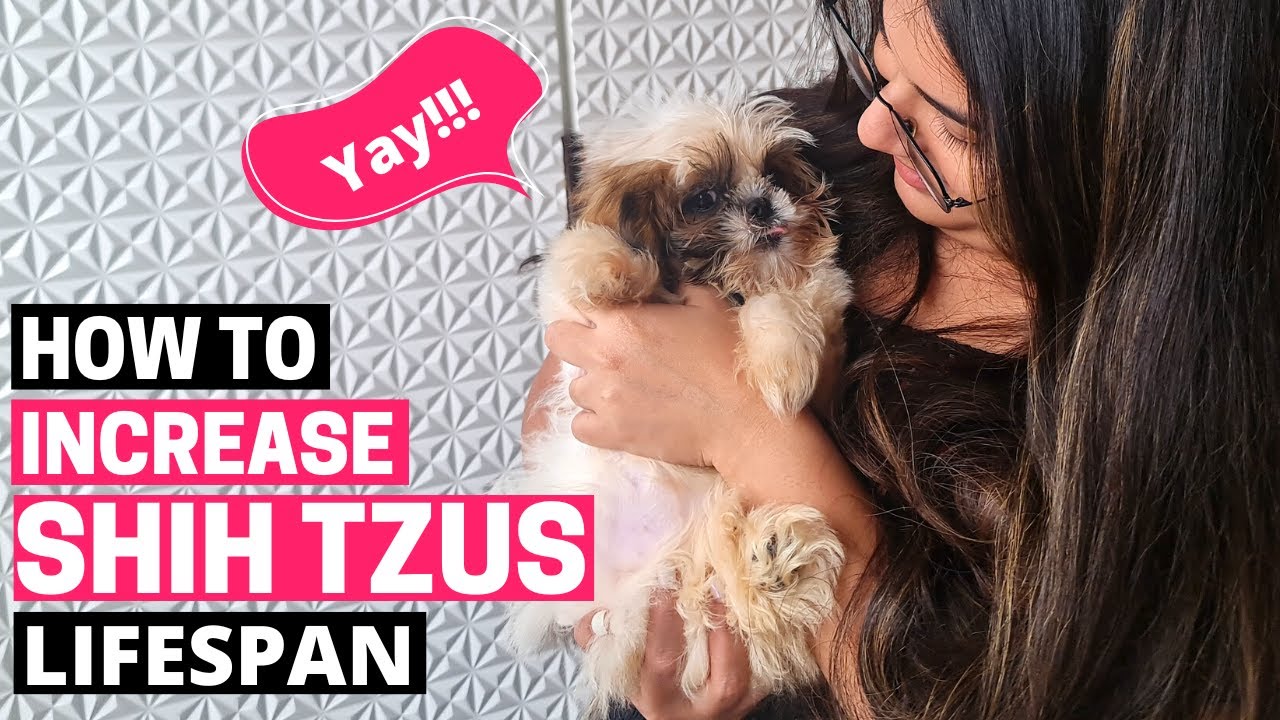 Average lifespan of Shih Tzu And How to Increase It?