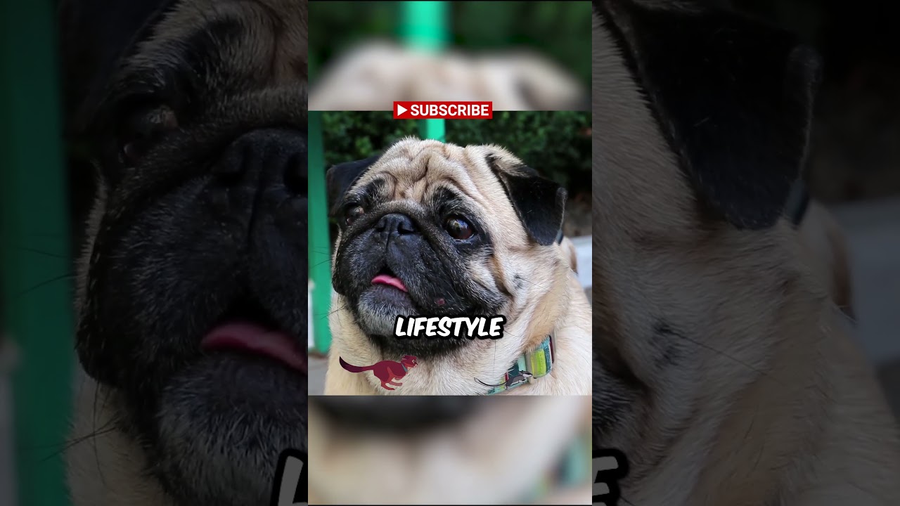 This Is How Long Your Pug Will Live Based on Science