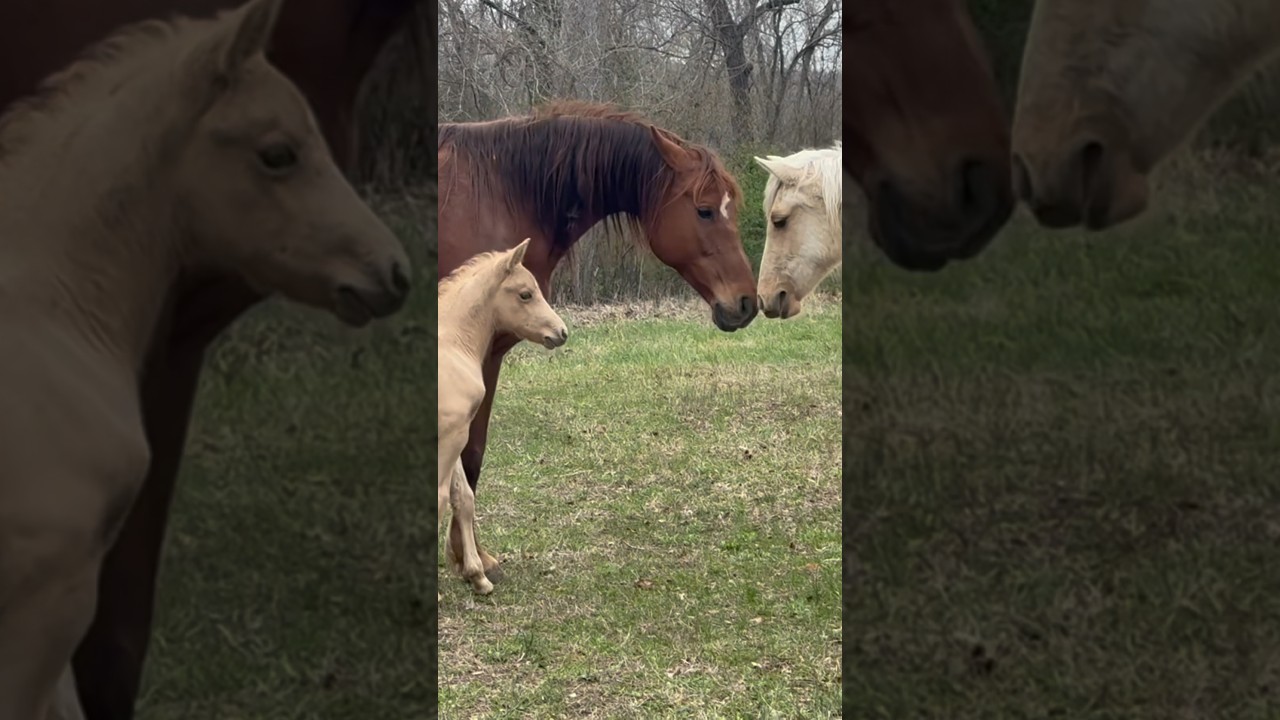 Baby Horse (Prince) Meets The Herd! #shorts #equine #foal #colt #cute