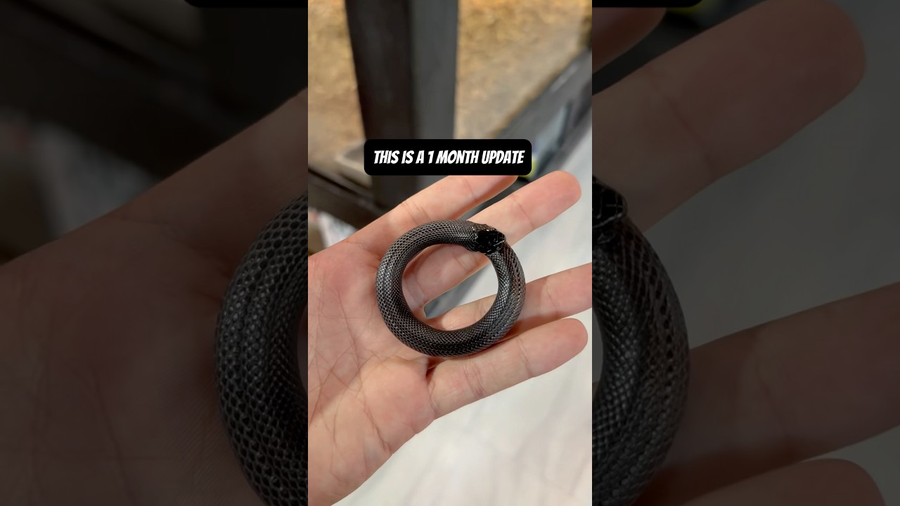 Update on the Ouroboros Kingsnake Bracelet #ouroboros #snake #bracelet #reptiles