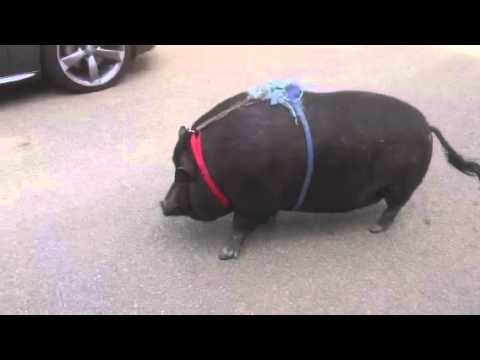 Vietnamese Pot Bellied Pig