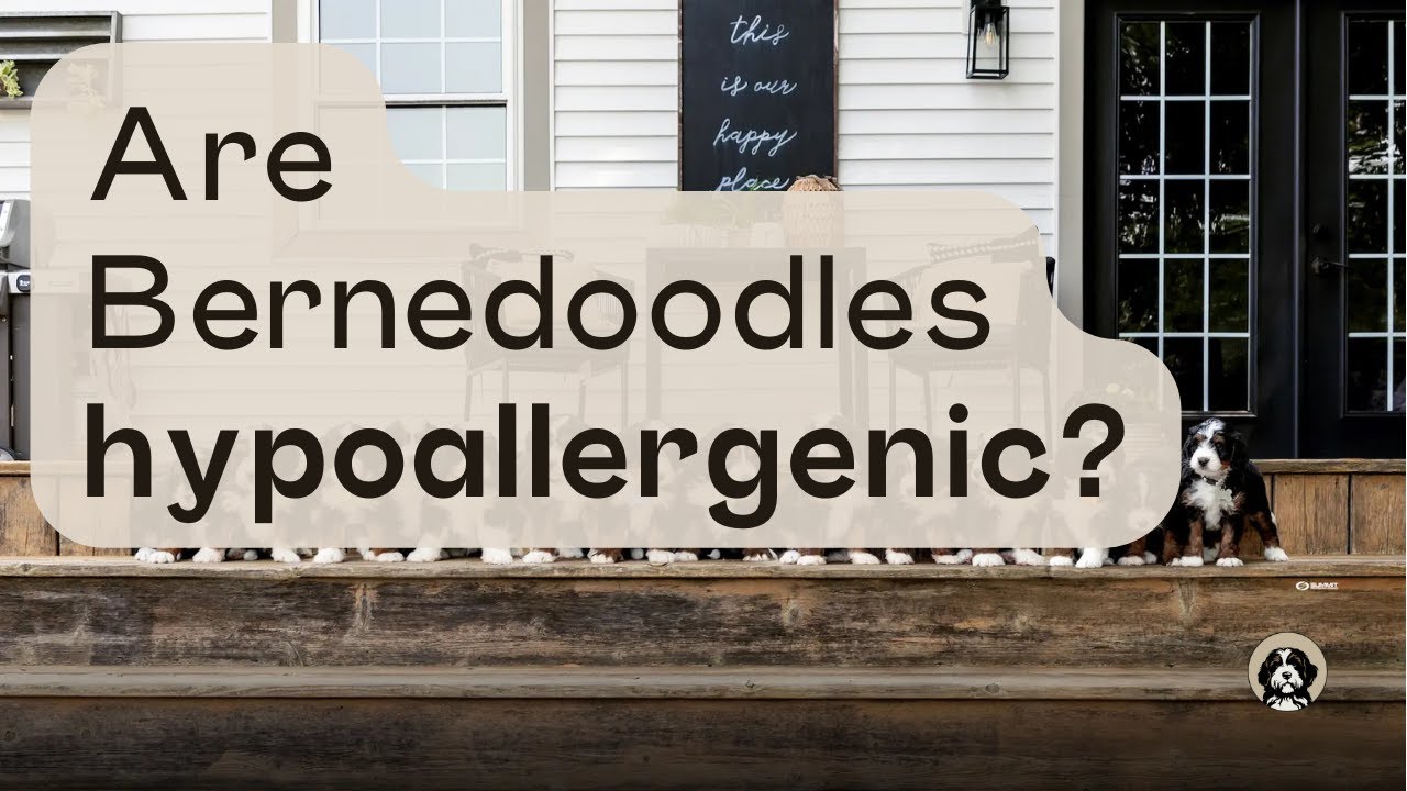 What All You Need to Know About Bernedoodles and If They Are Hypoallergenic