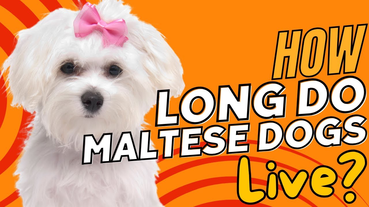 How Long Do Maltese Dogs Live?🐶⏳