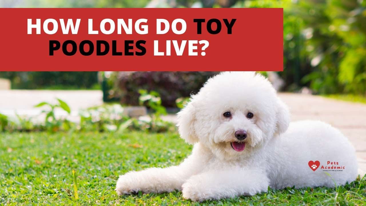 How Long Do Toy Poodles Live?