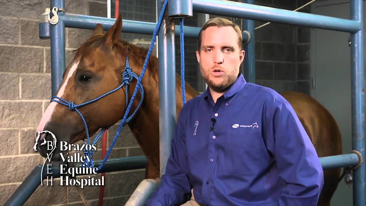 Bute, Banamine and other NSAIDs use in Horses