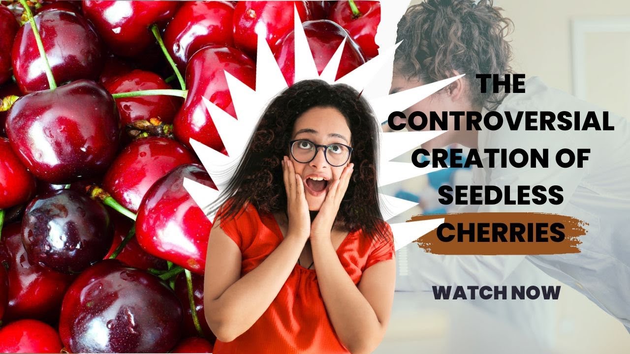 The Controversial Creation of Seedless Cherries  | A Story of Science and Debate