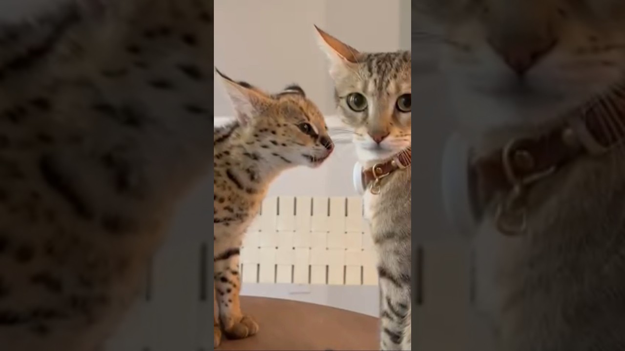 Serval talking to a Cat #cat #servals #kitten #shorts