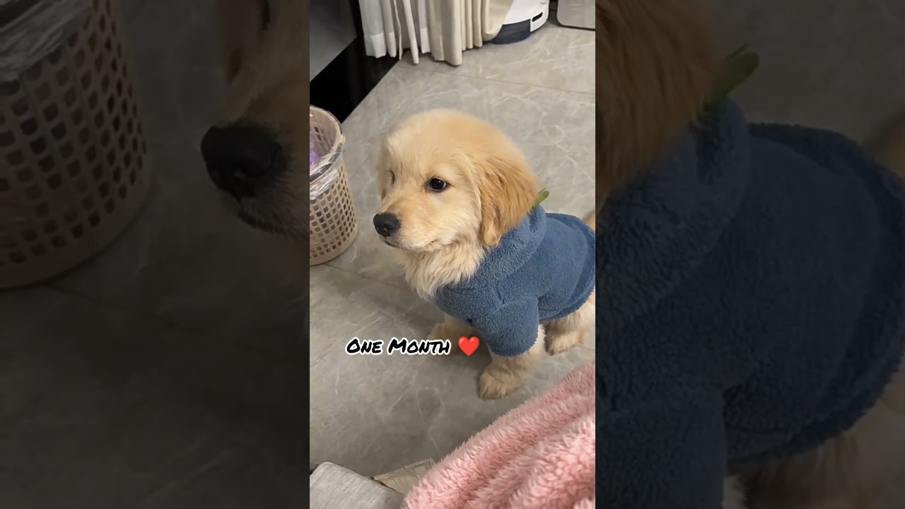 One Month Vs One Year golden retriever transformation #shots #feed #dog #dogbreed #doglover #cute