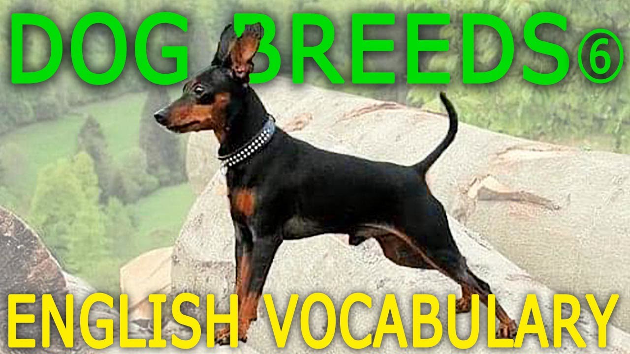 10 Dog Breeds in English #6 (M to P) | Types of Dogs | Animals English Vocabulary For Beginners