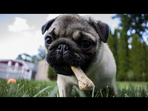 How Long Do Pugs Live?🐾🐾🐾