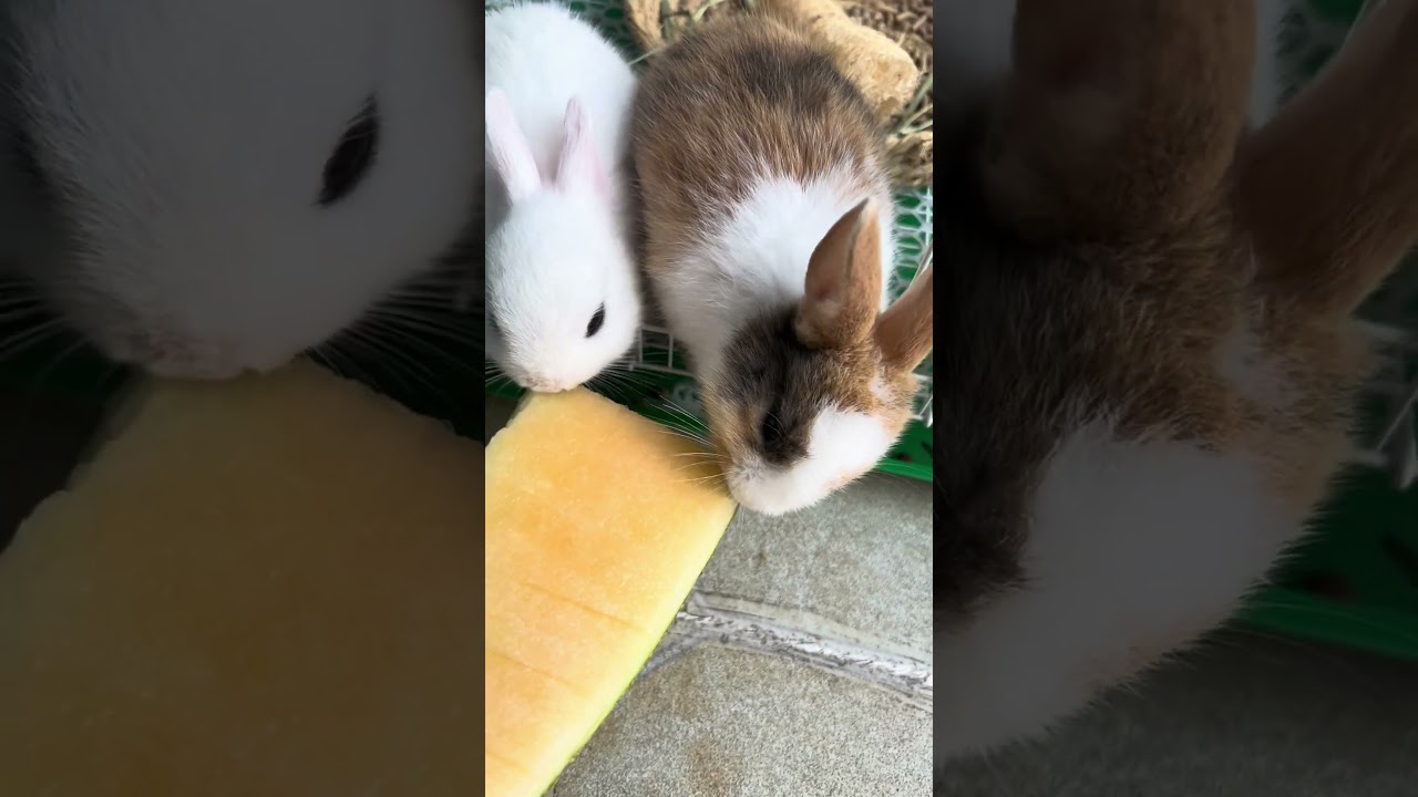 Watching two rabbits eat cantaloupe is very relaxing #eating #rabbitfood #bunny #cuterabbiteating