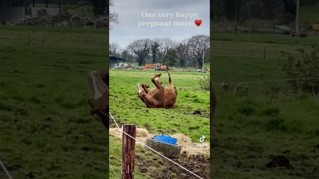 Getting Mare ready to Foal! 🤰🏽♥️ #horse #equestrian #pregnant #foal