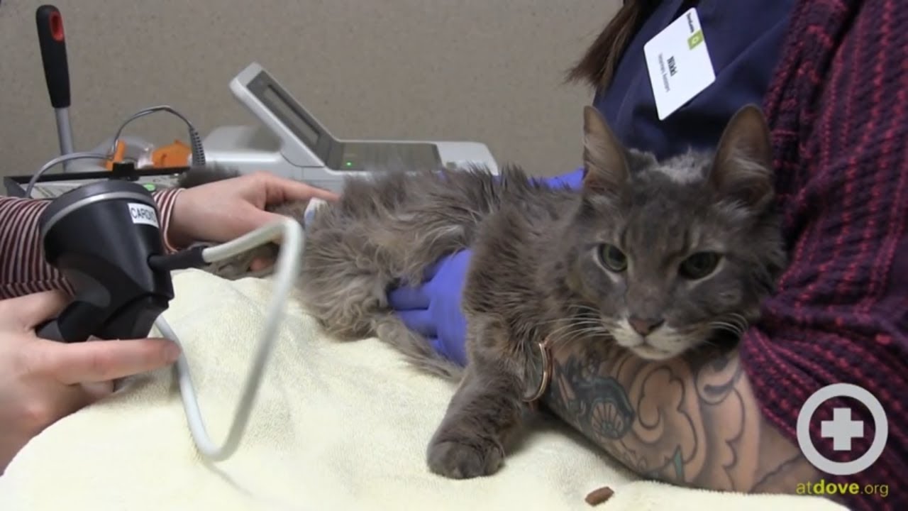 How to Monitor Your Pet's Respiratory Rate at Home