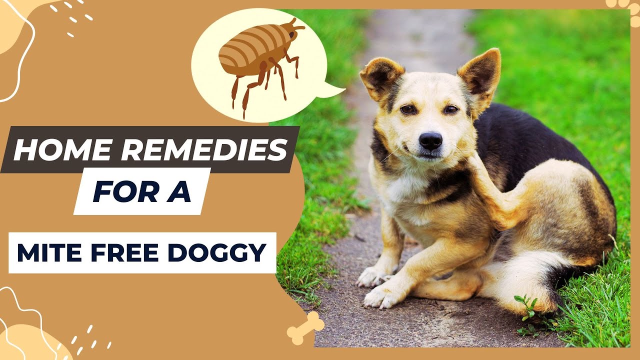 How To Get Rid Of Dog Mites??Safe Home Remedies
