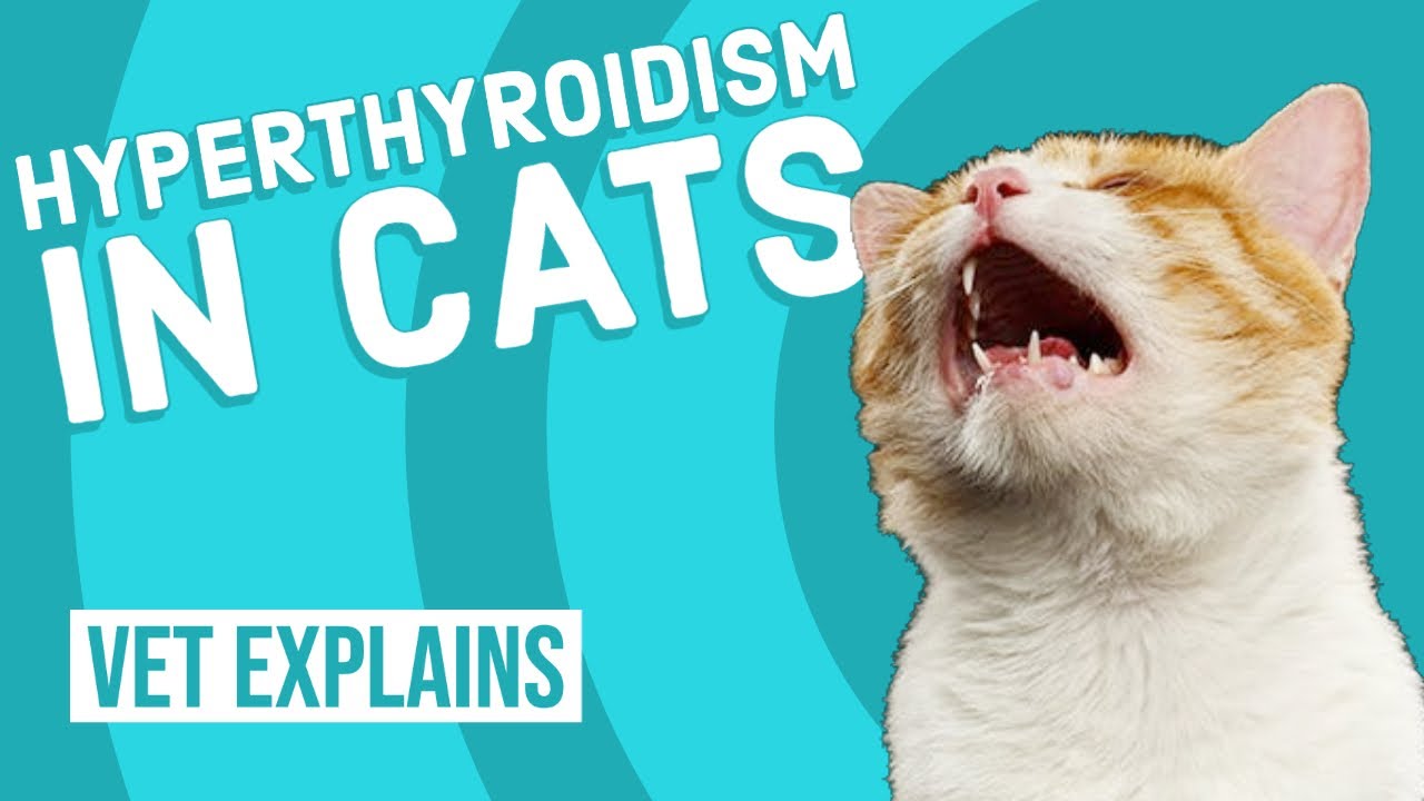 Hyperthyroidism in Cats